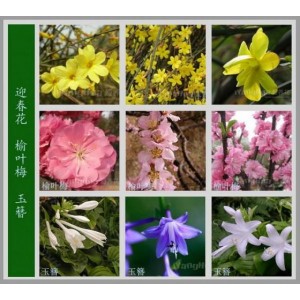 「鱼：全世界300种鱼的彩se+tu鉴」「世界名花鉴赏图谱」