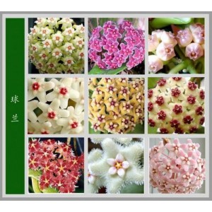 「鱼：全世界300种鱼的彩se+tu鉴」「世界名花鉴赏图谱」