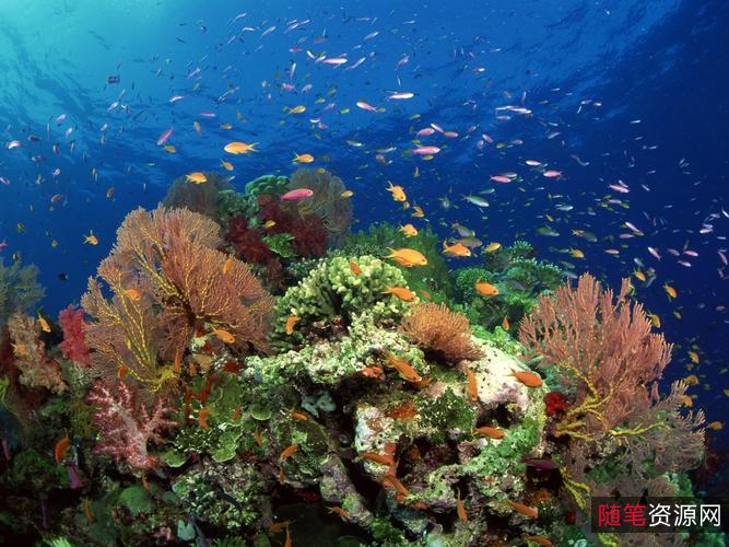 海底动物世界8K：身临其境的视觉感受，极速观看，倍速播放