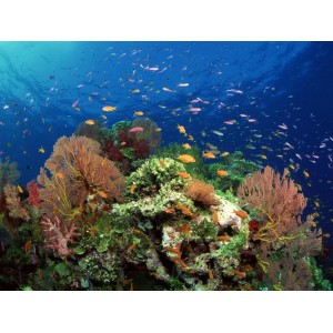 海底动物世界8K：身临其境的视觉感受，极速观看，倍速播放