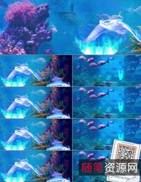 海底动物世界8K：身临其境的视觉感受，极速观看，倍速播放