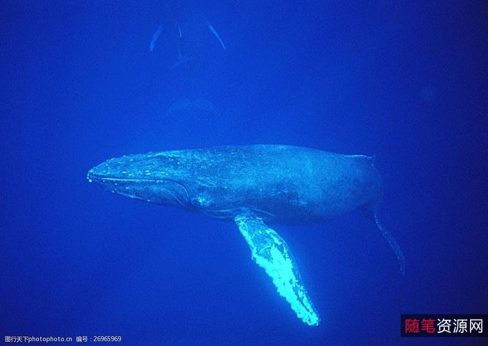 海底动物世界8K：身临其境的视觉感受，极速观看，倍速播放