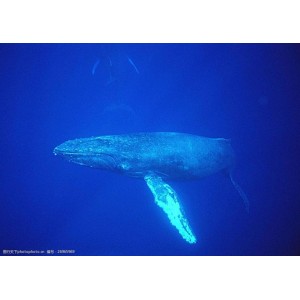 海底动物世界8K：身临其境的视觉感受，极速观看，倍速播放