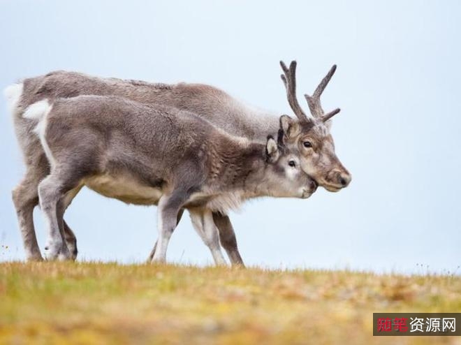 《鹿角血魔兽：阴森恐怖来袭！2021新版4K.官方中字》