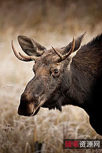 《鹿角血魔兽：阴森恐怖来袭！2021新版4K.官方中字》