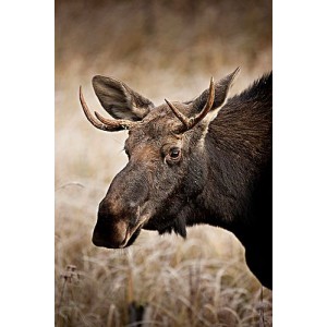 《鹿角血魔兽：阴森恐怖来袭！2021新版4K.官方中字》